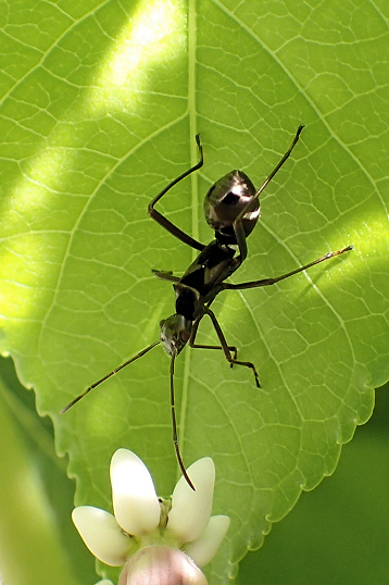 Family Alydidae (Broad-headed Bugs)