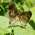 Chlosyne nycteis