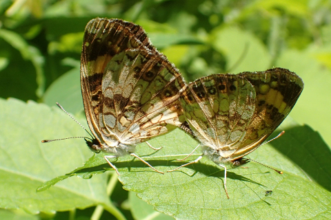 Chlosyne nycteis (Silvery Checkerspot)