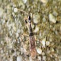 Myodocha serripes
