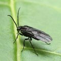 Symphyta
