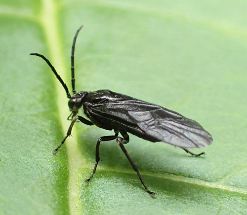 Suborder Symphyta (Sawflies, Horntails, and Wood Wasps)