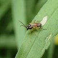 Ichneumonidae
