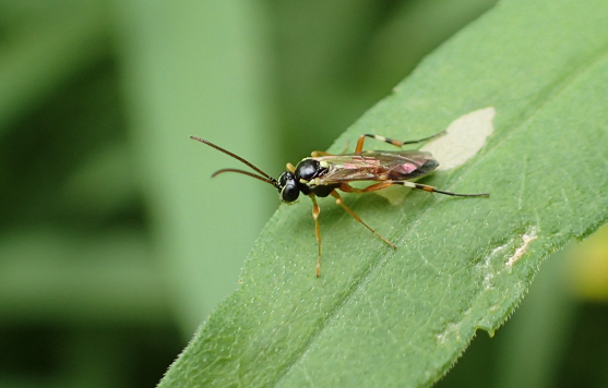 Family Ichneumonidae (Ichneumonid Wasps)