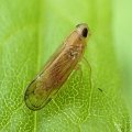 Hemiptera