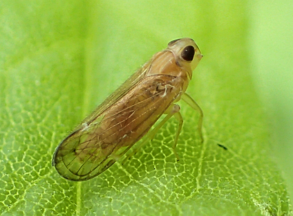 Order Hemiptera (True Bugs, Hoppers, Aphids, and Allies)