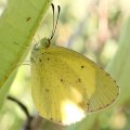 Eurema lisa