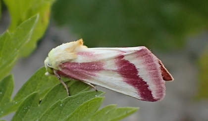 Schinia gaurae (Clouded Crimson Moth)