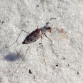 Ellipsoptera hirtilabris