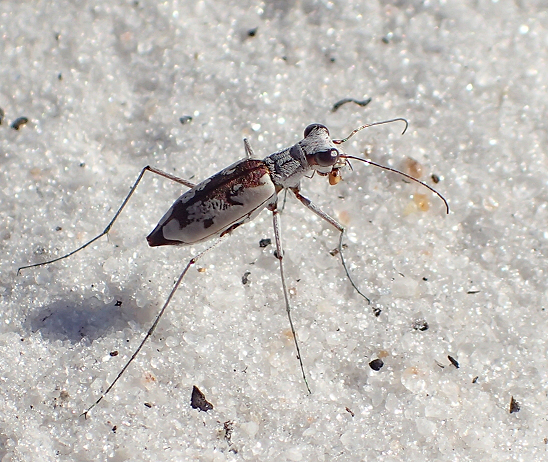 Ellipsoptera hirtilabris (Moustached Tiger Beetle)