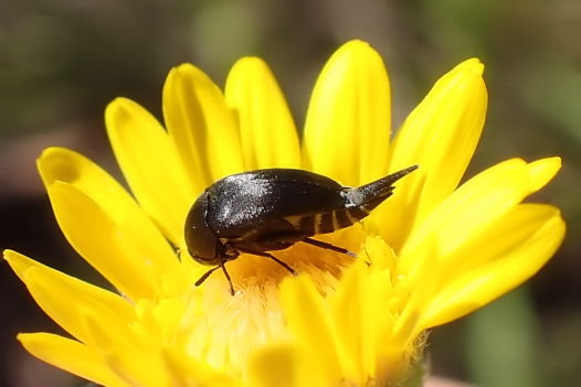 Family Mordellidae (Tumbling Flower Beetles)