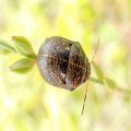 Orsilochides guttata