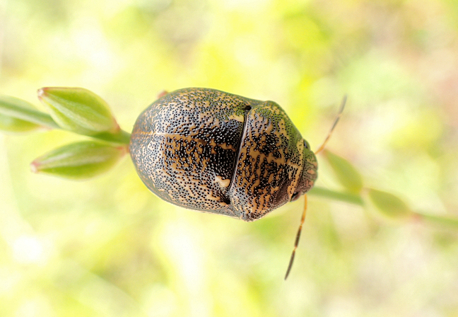 Orsilochides guttata