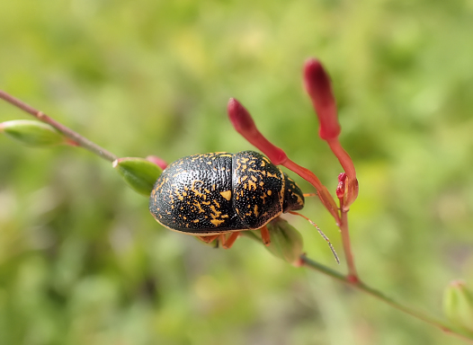 Orsilochides guttata