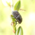 Acantholomidea porosa