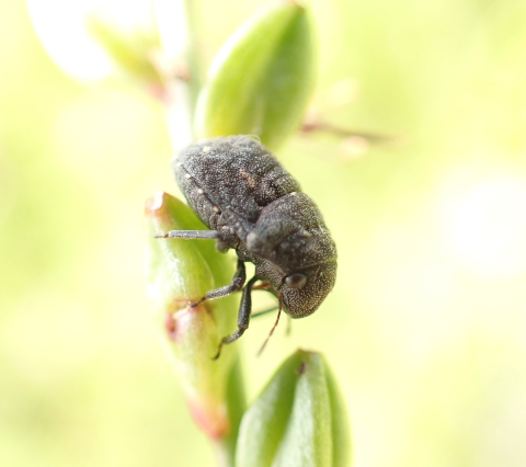 Acantholomidea porosa