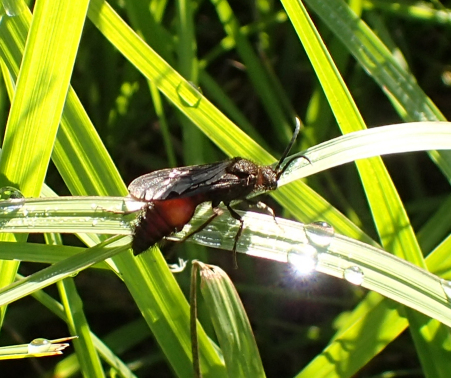 Genus Dasymutilla
