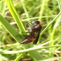Dasymutilla