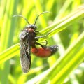 Dasymutilla