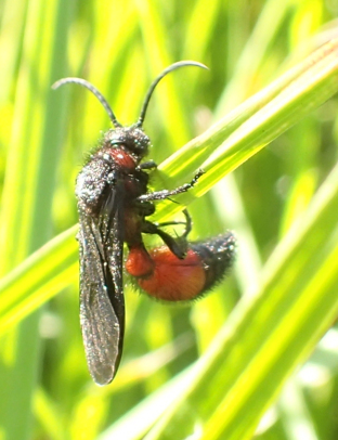 Genus Dasymutilla