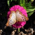 Anartia jatrophae