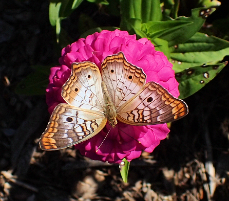 Anartia jatrophae (White Peacock)