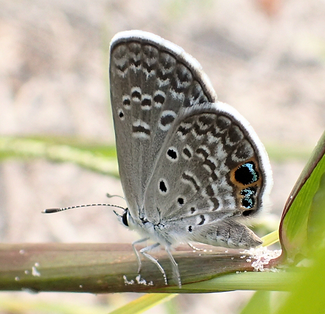 Hemiargus ceraunus (Ceraunus Blue)