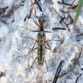 Ellipsoptera
