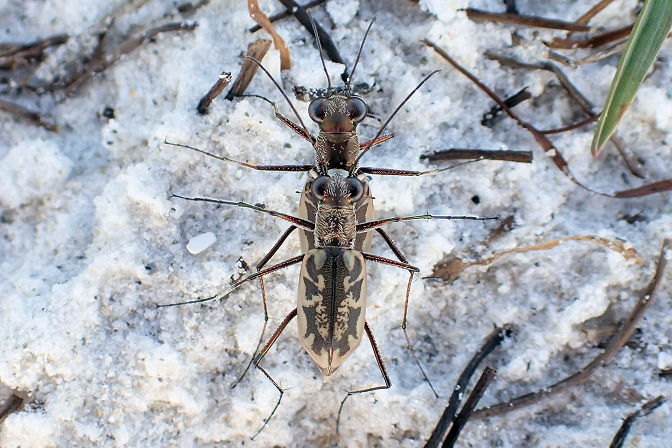 Genus Ellipsoptera (Elliptical-winged Tiger Beetles)