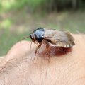 Pycnoscelus surinamensis