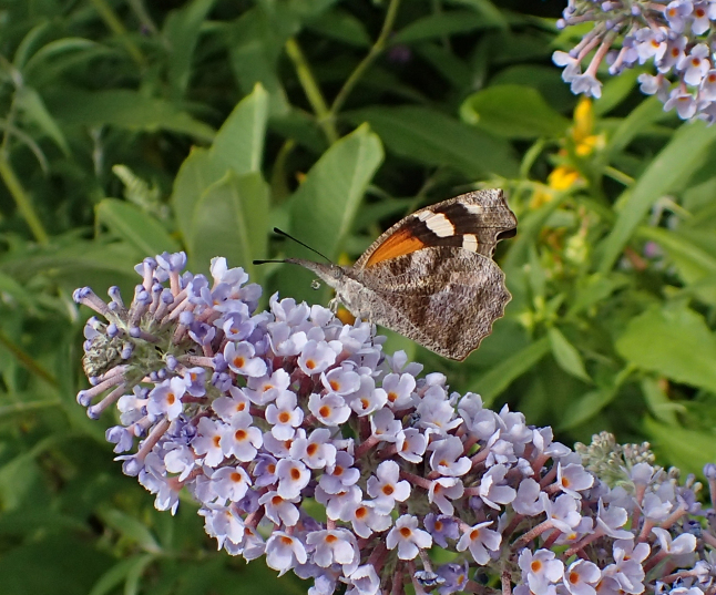 Libytheana carinenta (American Snout)