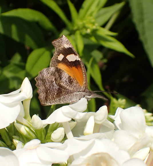 Libytheana carinenta (American Snout)