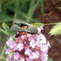 Eichlinia cucurbitae