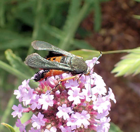 Eichlinia cucurbitae (Squash Vine Borer)