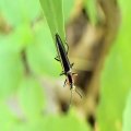 Acropteroxys gracilis
