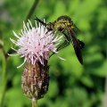Lepidophora