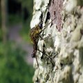 Lepidophora