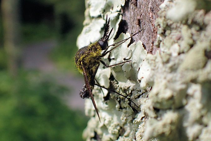 Genus Lepidophora