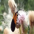 Lycomorpha pholus