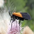 Lycomorpha pholus
