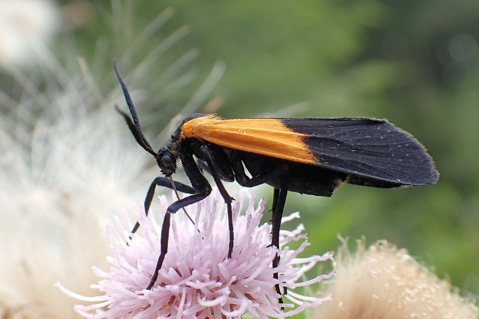 Lycomorpha pholus (Black-and-yellow Lichen Moth)
