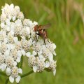 Gymnoclytia