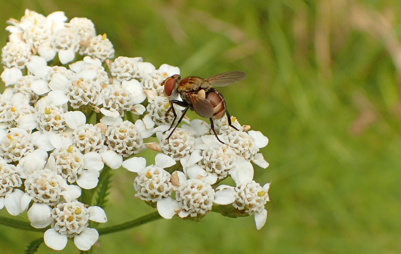 Genus Gymnoclytia