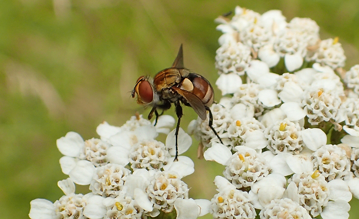 Genus Gymnoclytia