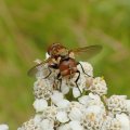 Gymnoclytia