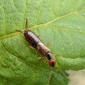 Forficula auricularia