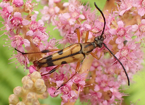 Strangalia famelica (Slender Flower Longhorn Beetle)
