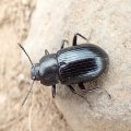 Centronopus calcaratus