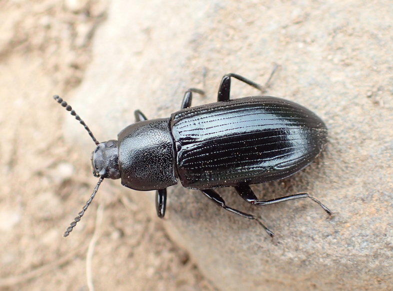 Centronopus calcaratus (Spurred Darkling Beetle)