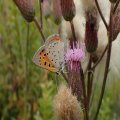 Lycaena phlaeas